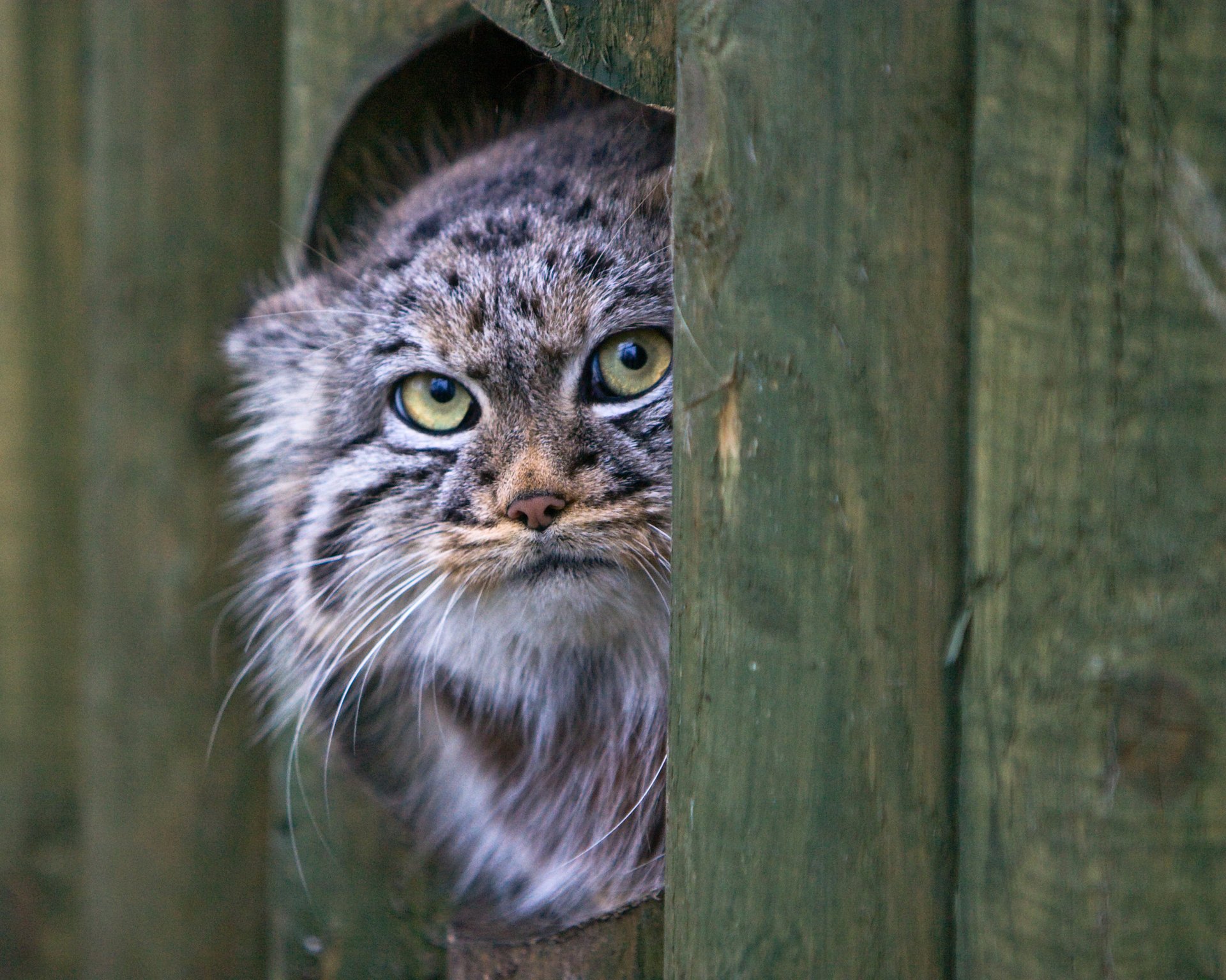 chat museau regard manul