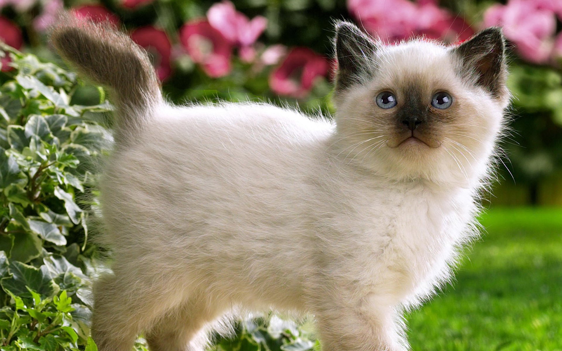 blumen spaziergänge katze kätzchen katzen