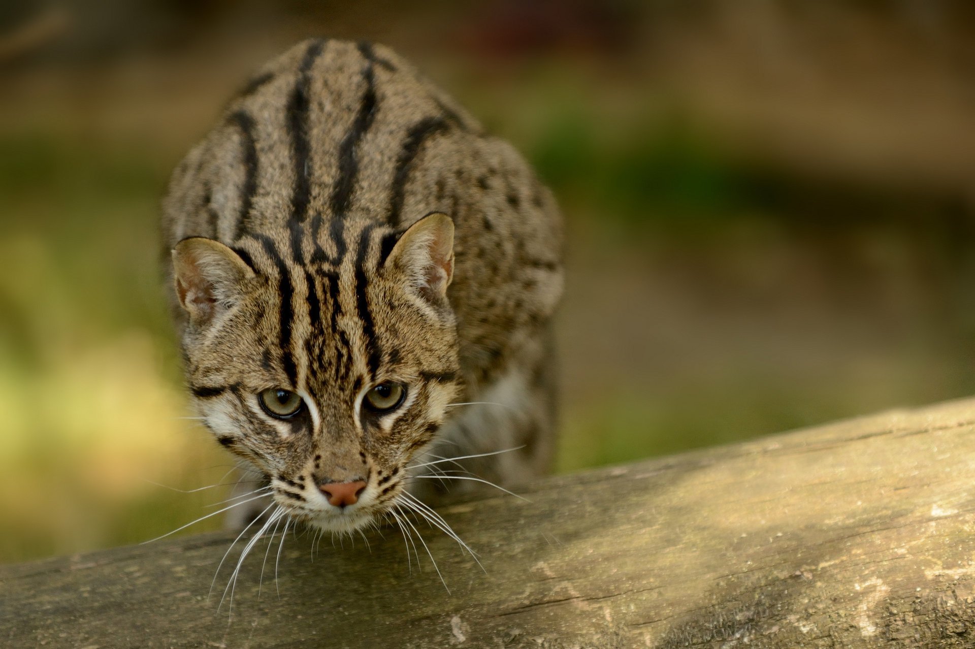 кот рыболов fishing cat кот рыболов кошка