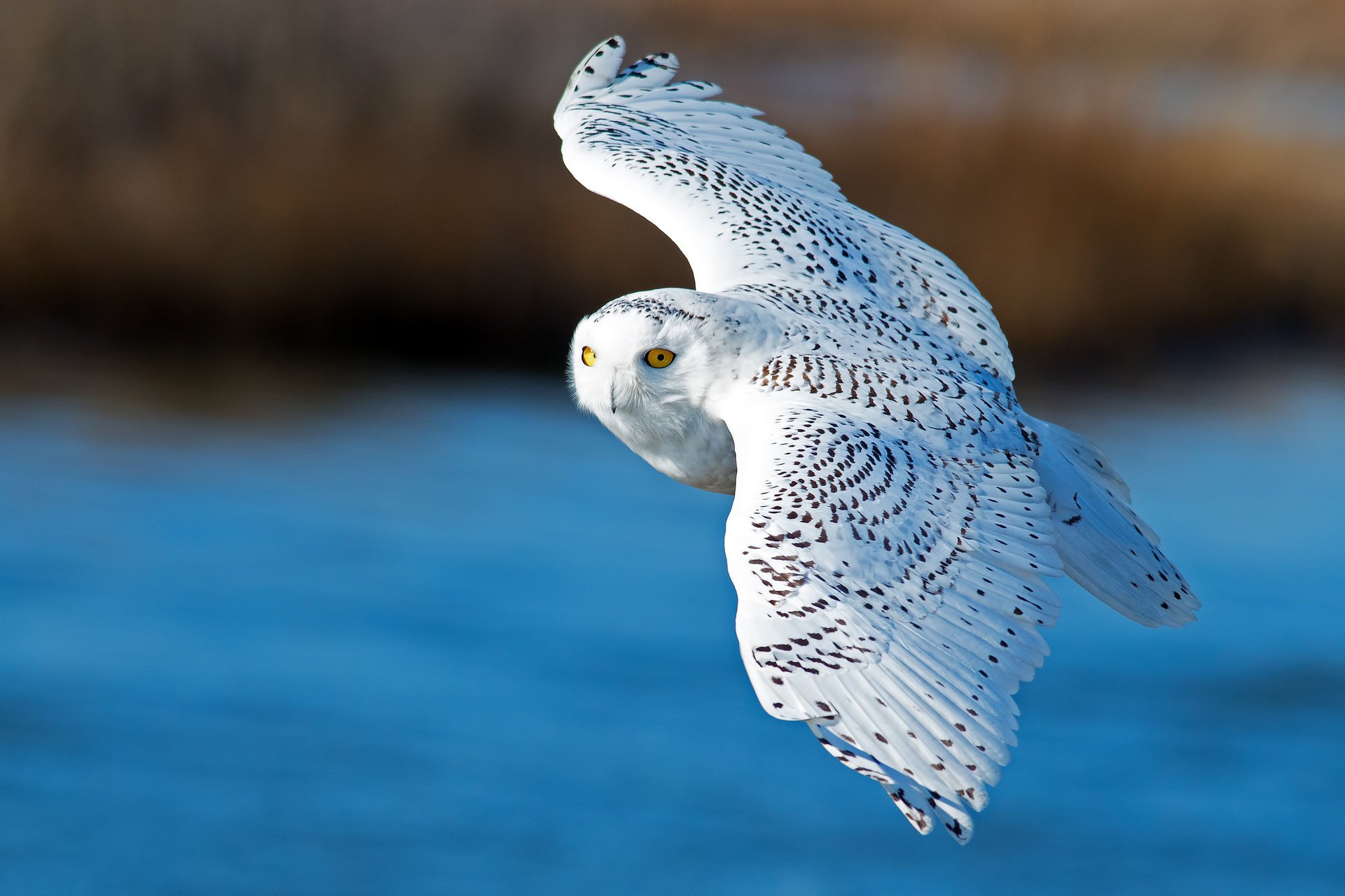 white owl snowy owl wings flight bird