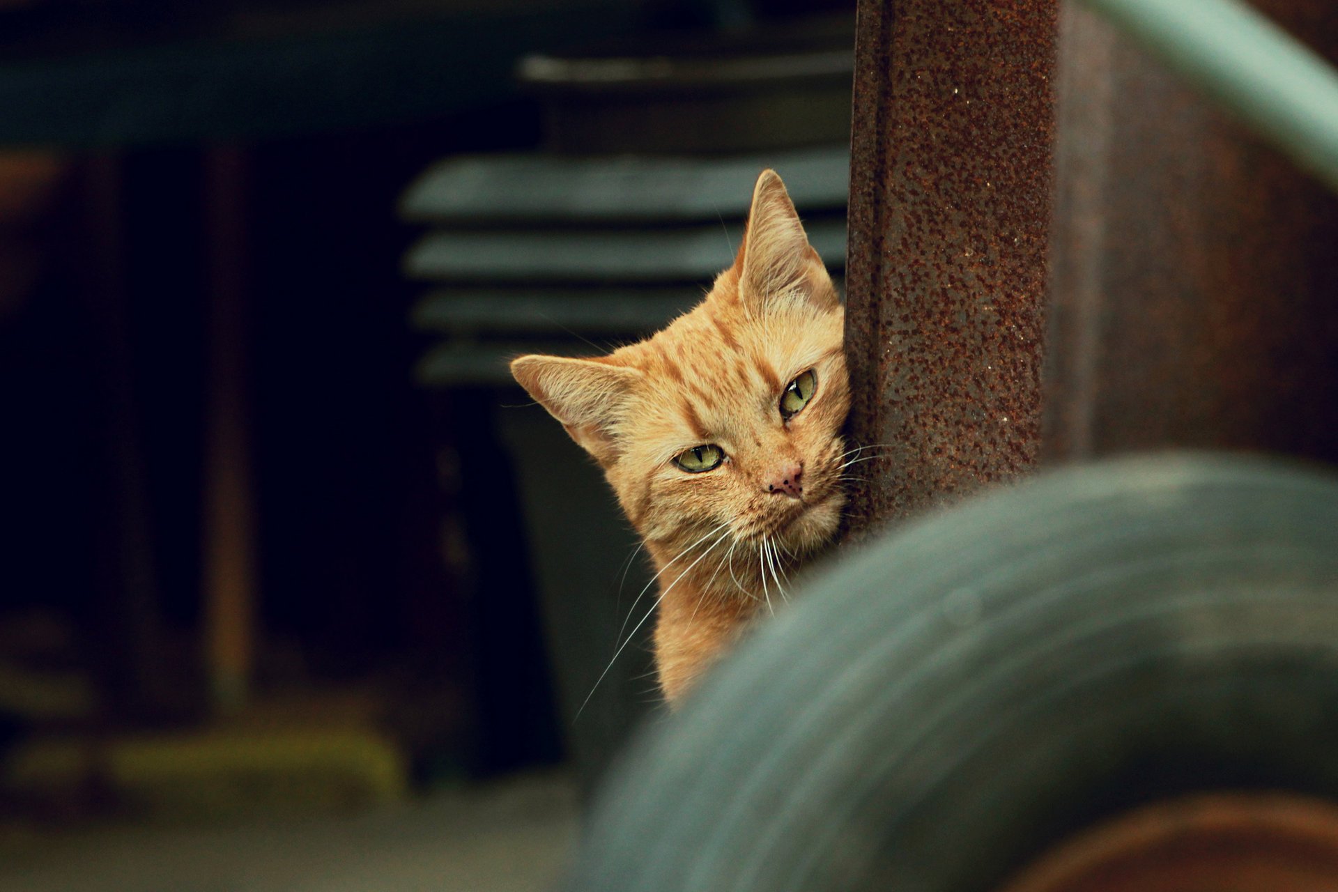 gato pelirroja gato mirada