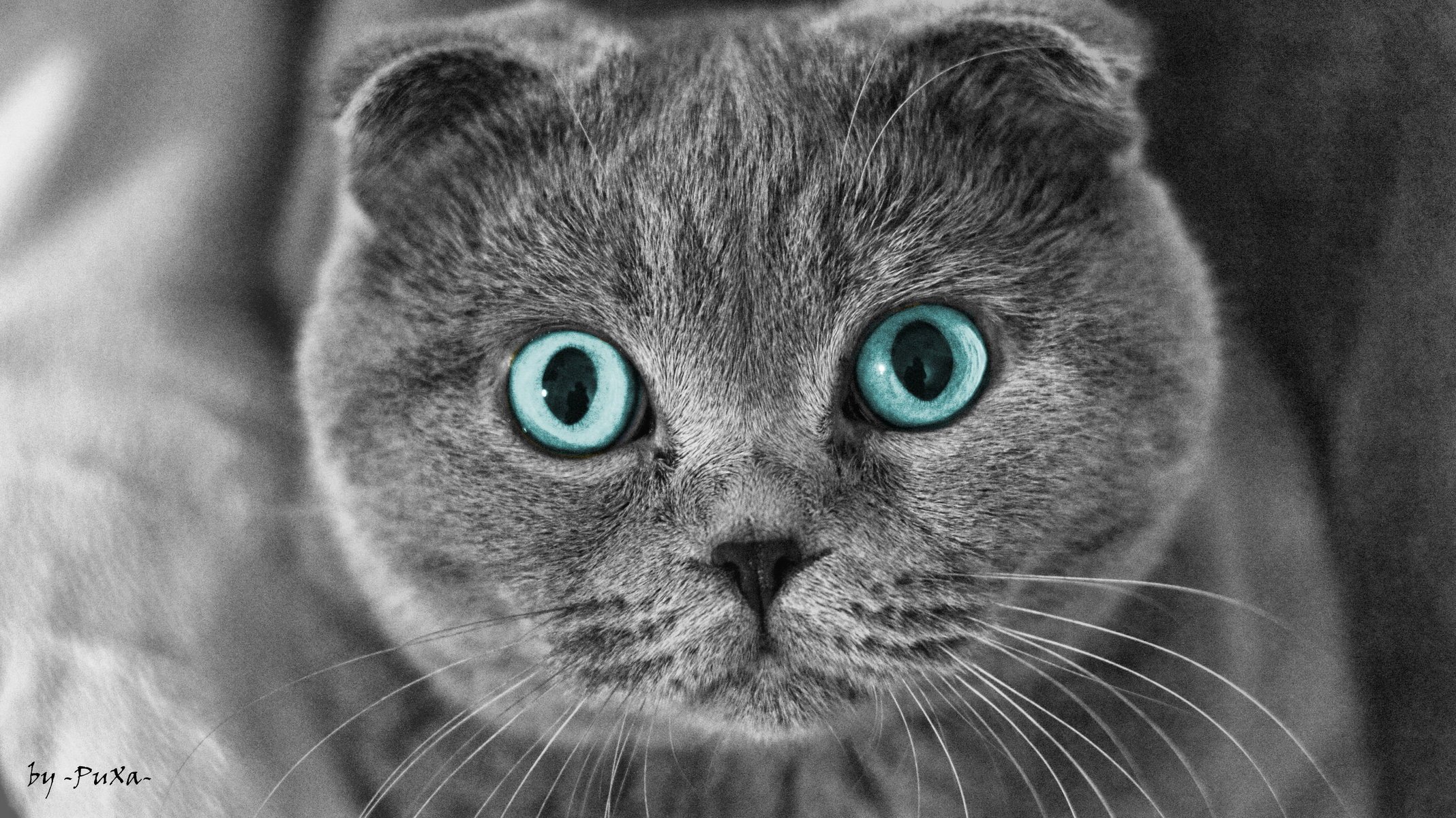 pulls cat scottish fold eye