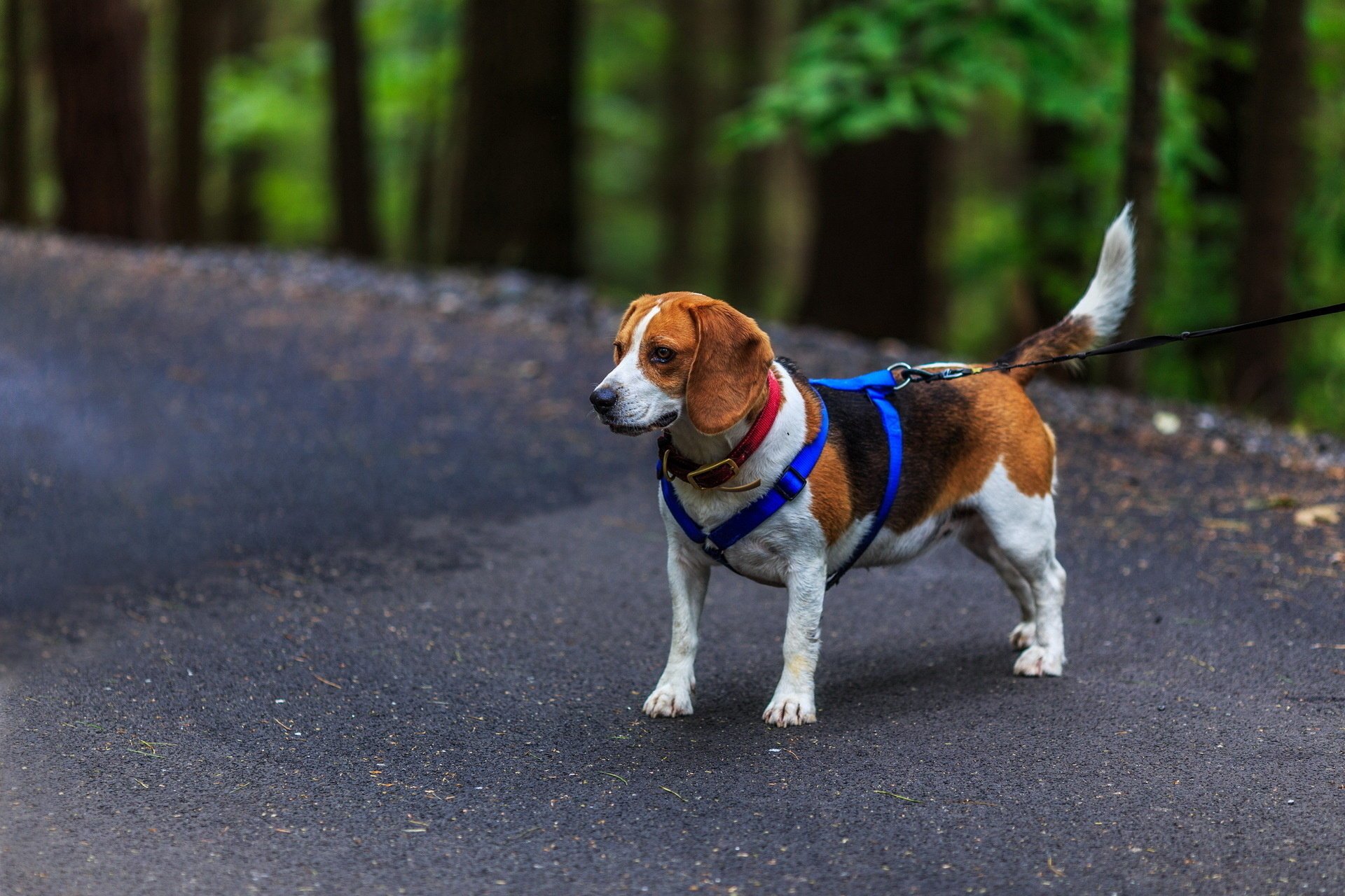 pies przyjaciel beagle