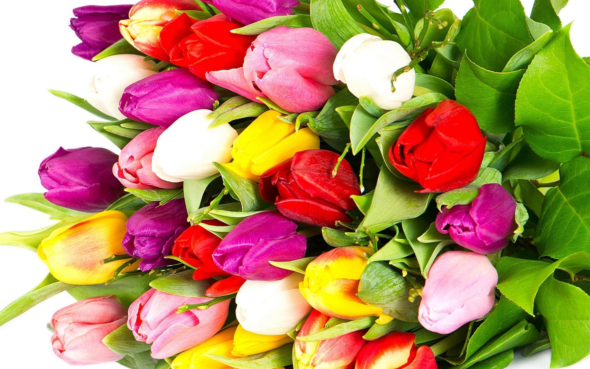 tulips violet red petals bouquet yellow varicoloured pink beauty white flowers bright