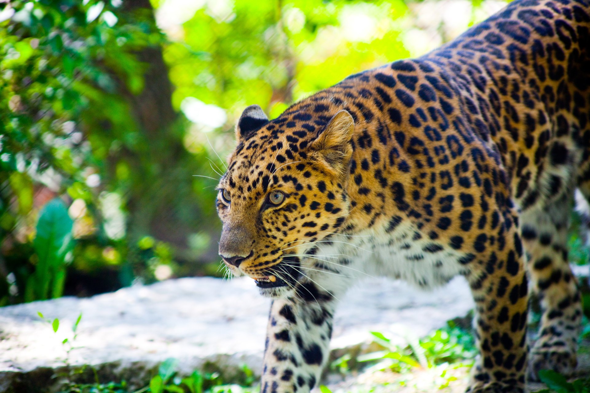 animal leopardo caminando colmillos salvaje hocico gato