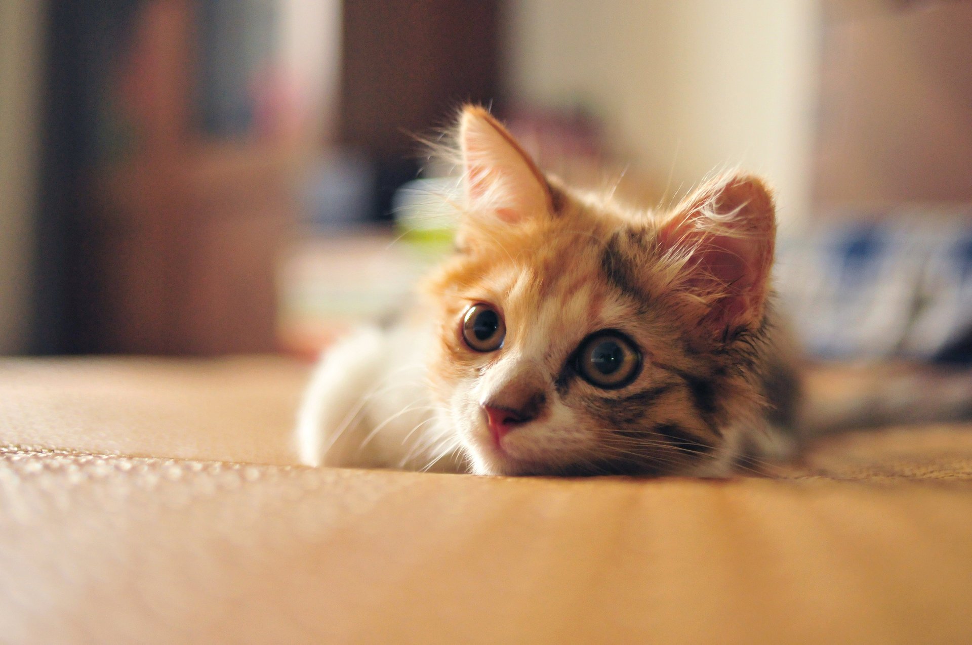 gato gatito tricolor mirada