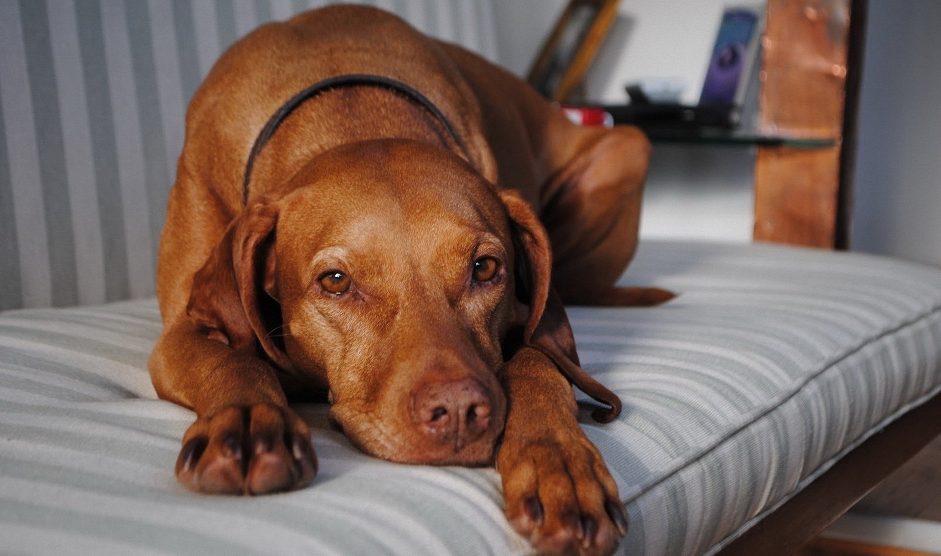 perro esperando anhelo devoción pelirroja