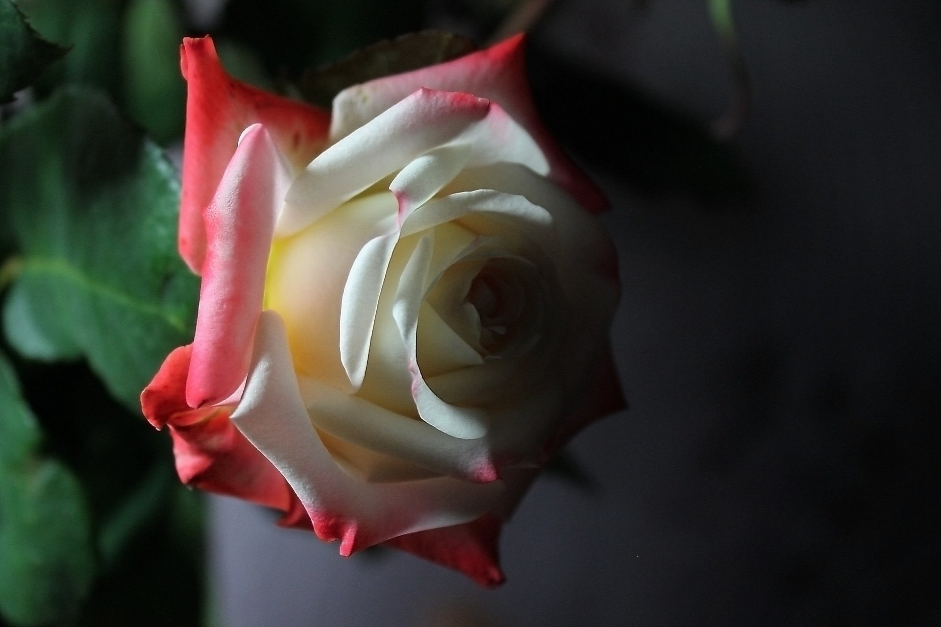 flower rose red white twilight