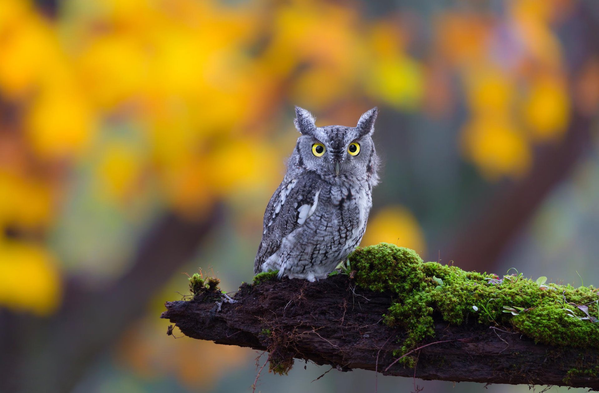 ушастая сова природа взгляд мох глаза bird owl бревно