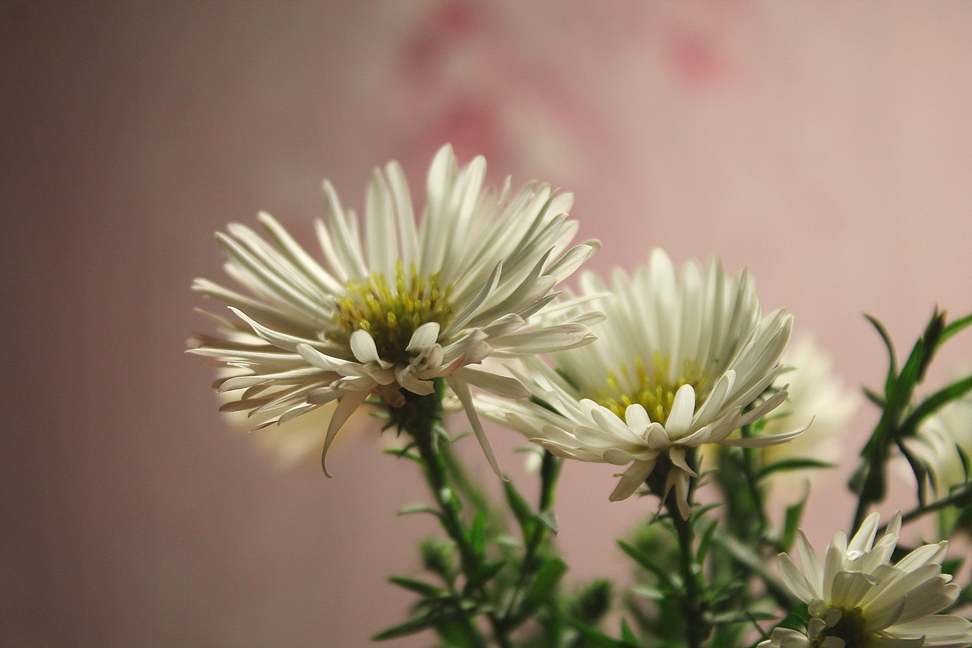 fiori bianco octobrina