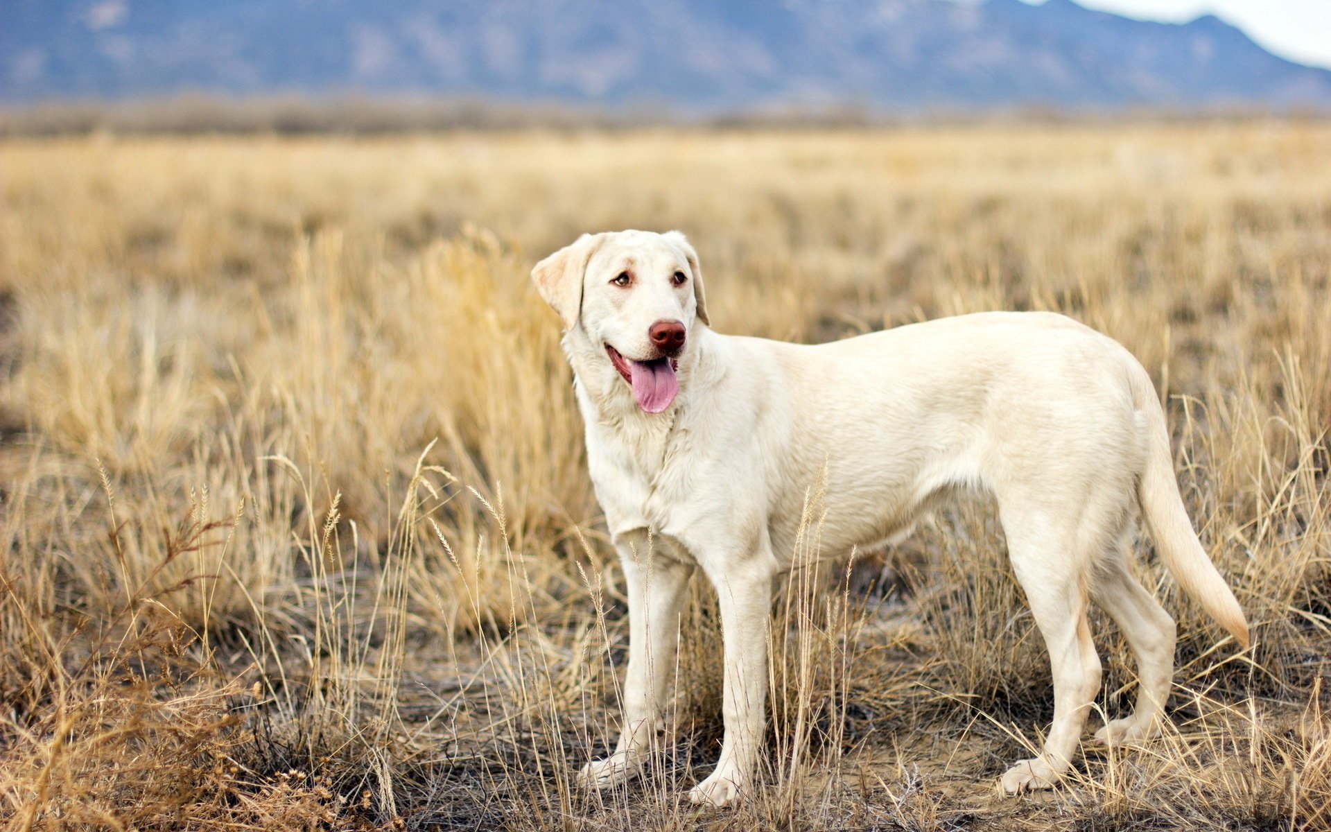 perro campo mirada