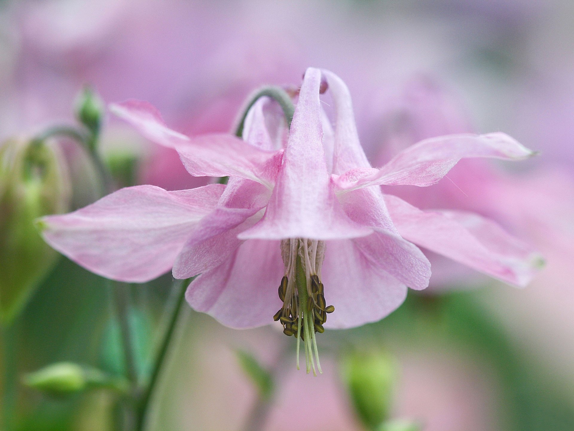 aquilegia einzugsgebiet adler blume zart rosa