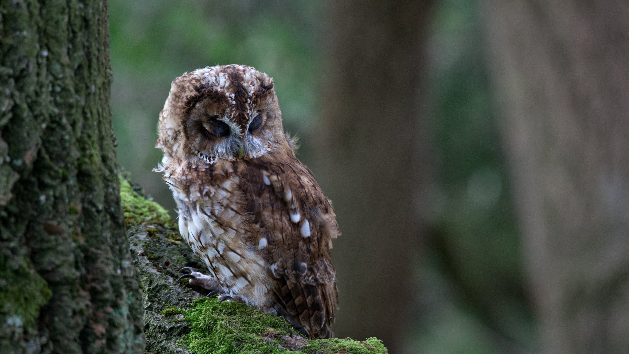 owl tree bird moss branch sleep