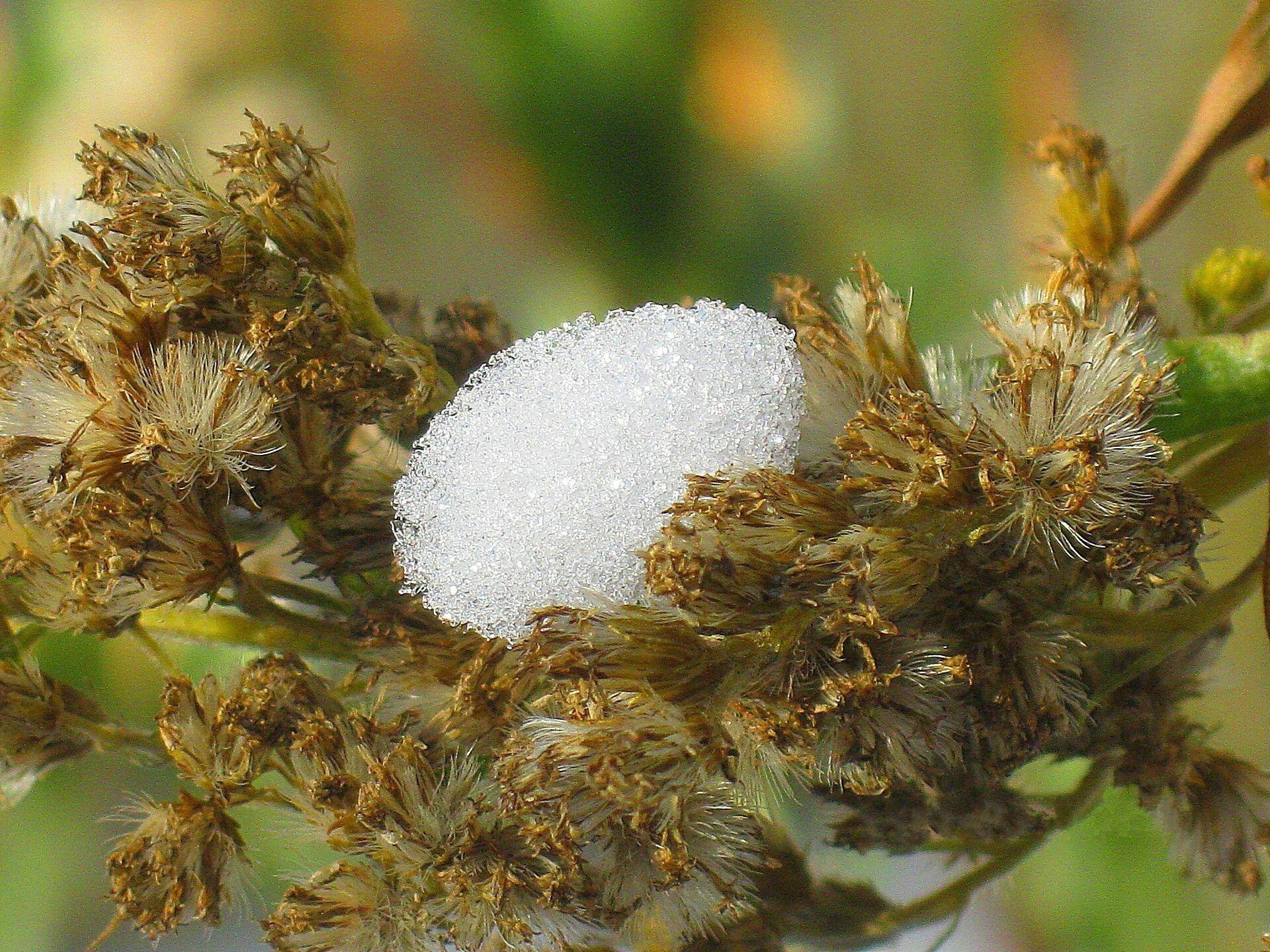 goldenrod thaw snow