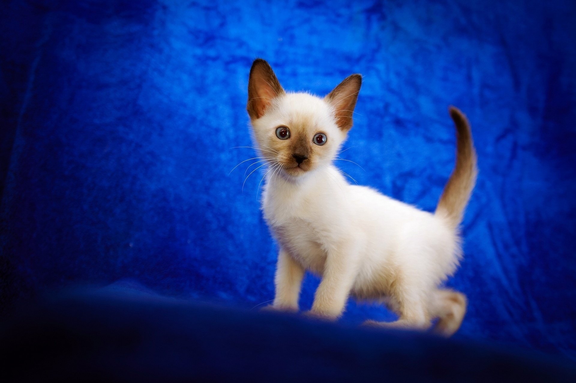 chaton fond bleu enfant