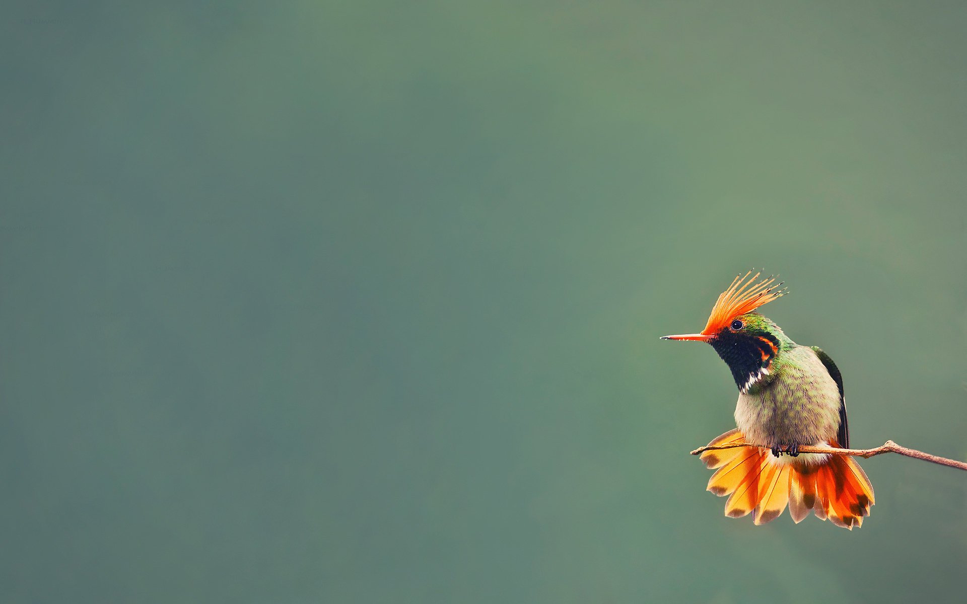 bird branch hummingbird background