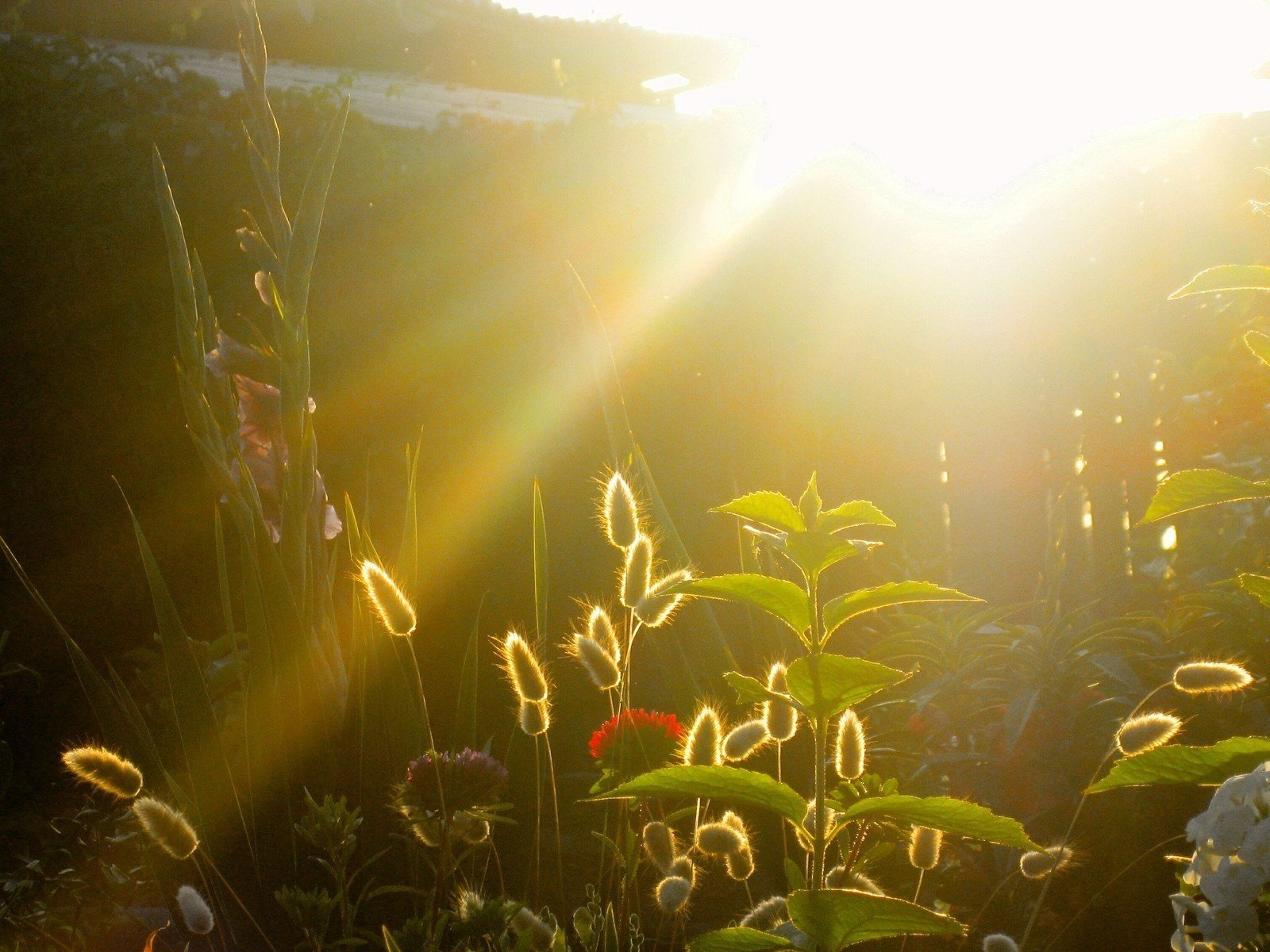 puesta de sol jardín rayos