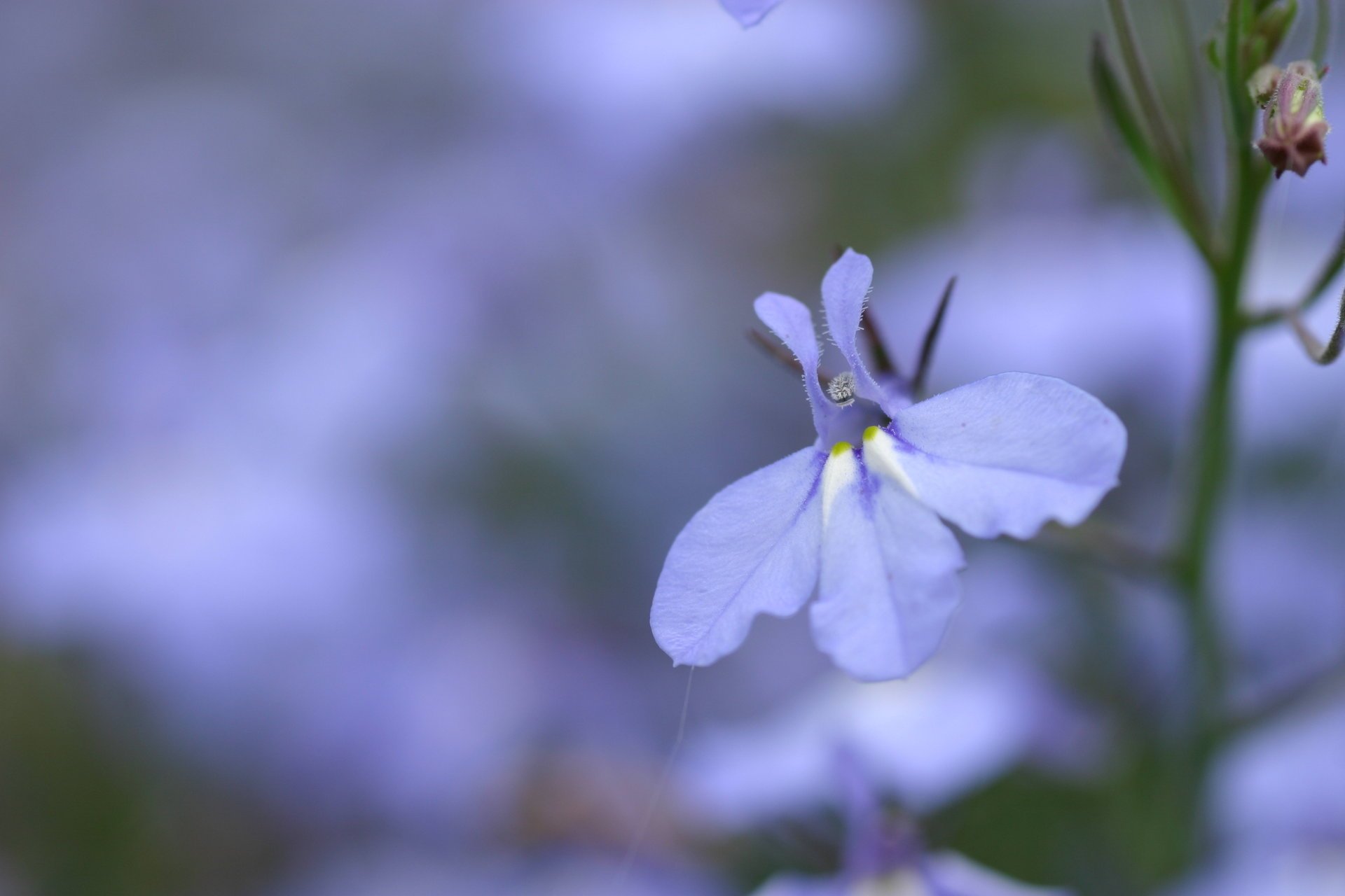 flor pétalos azul lila cian color