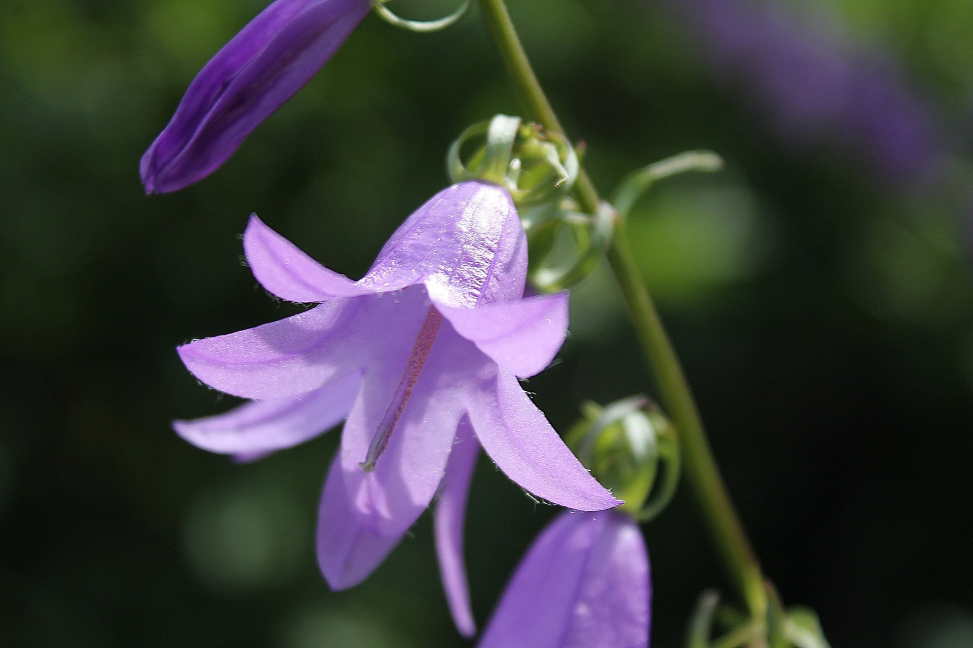 fiore campana viola soleggiato