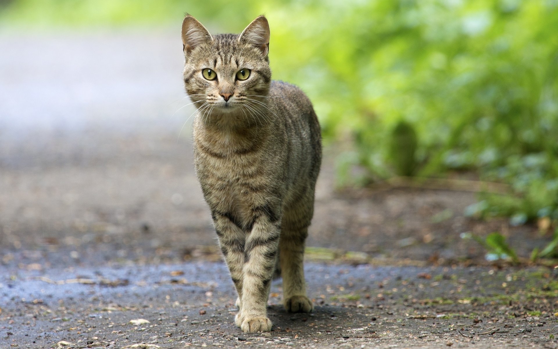 fissò gatto verde guarda occhi baffuto