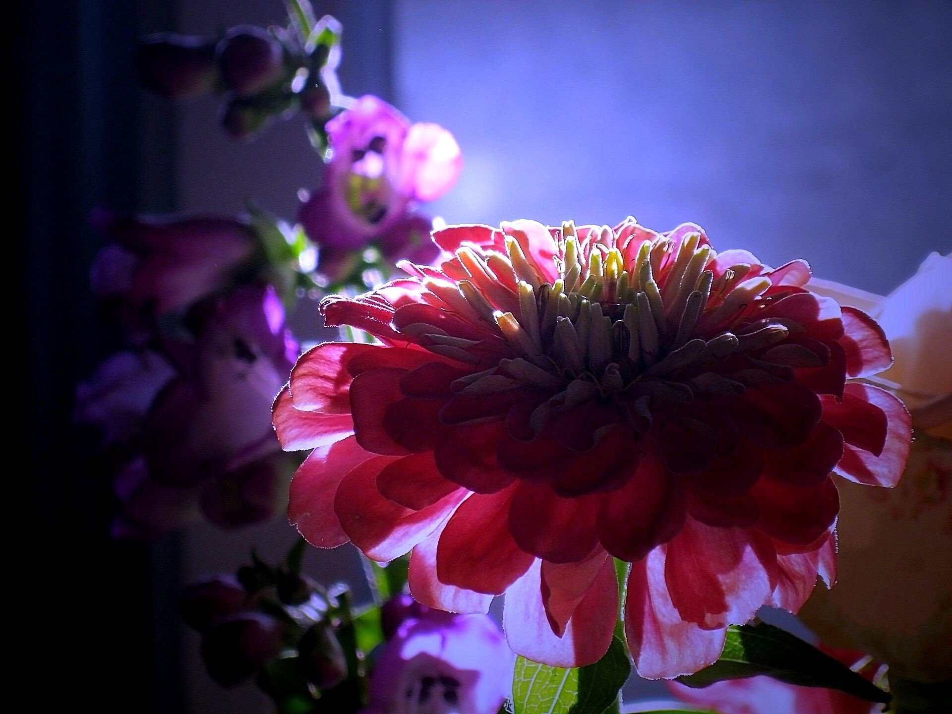 fleurs zinnia illumination crépuscule