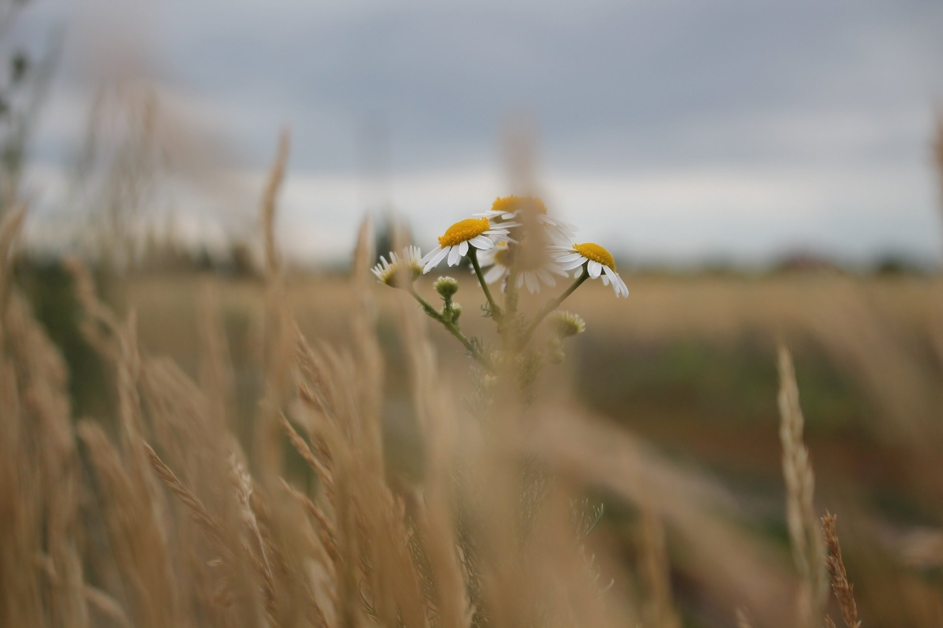 the steppe grass dry chamomile