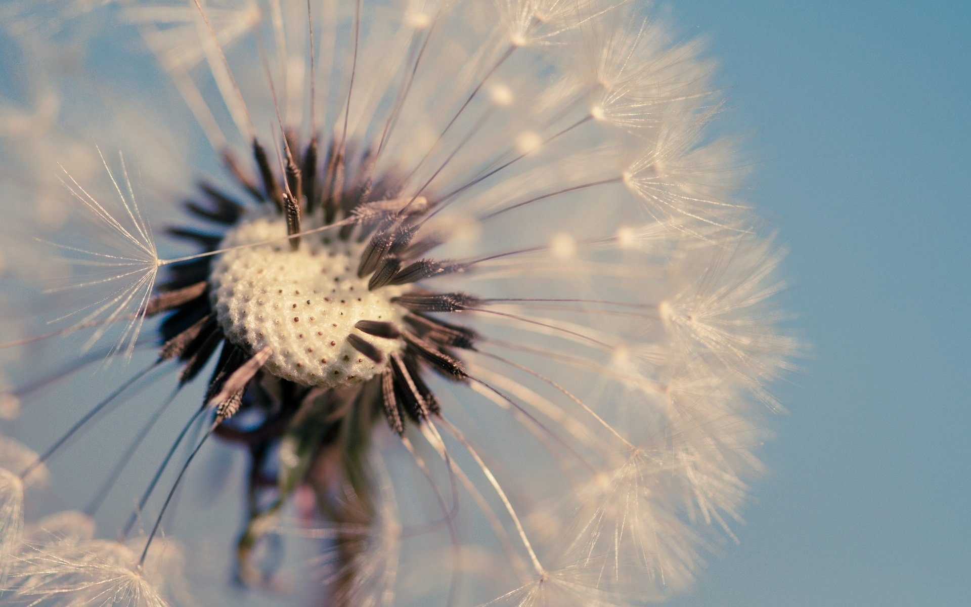 makro kwiaty niebieski dandelion tapety tło mniszek lekarski