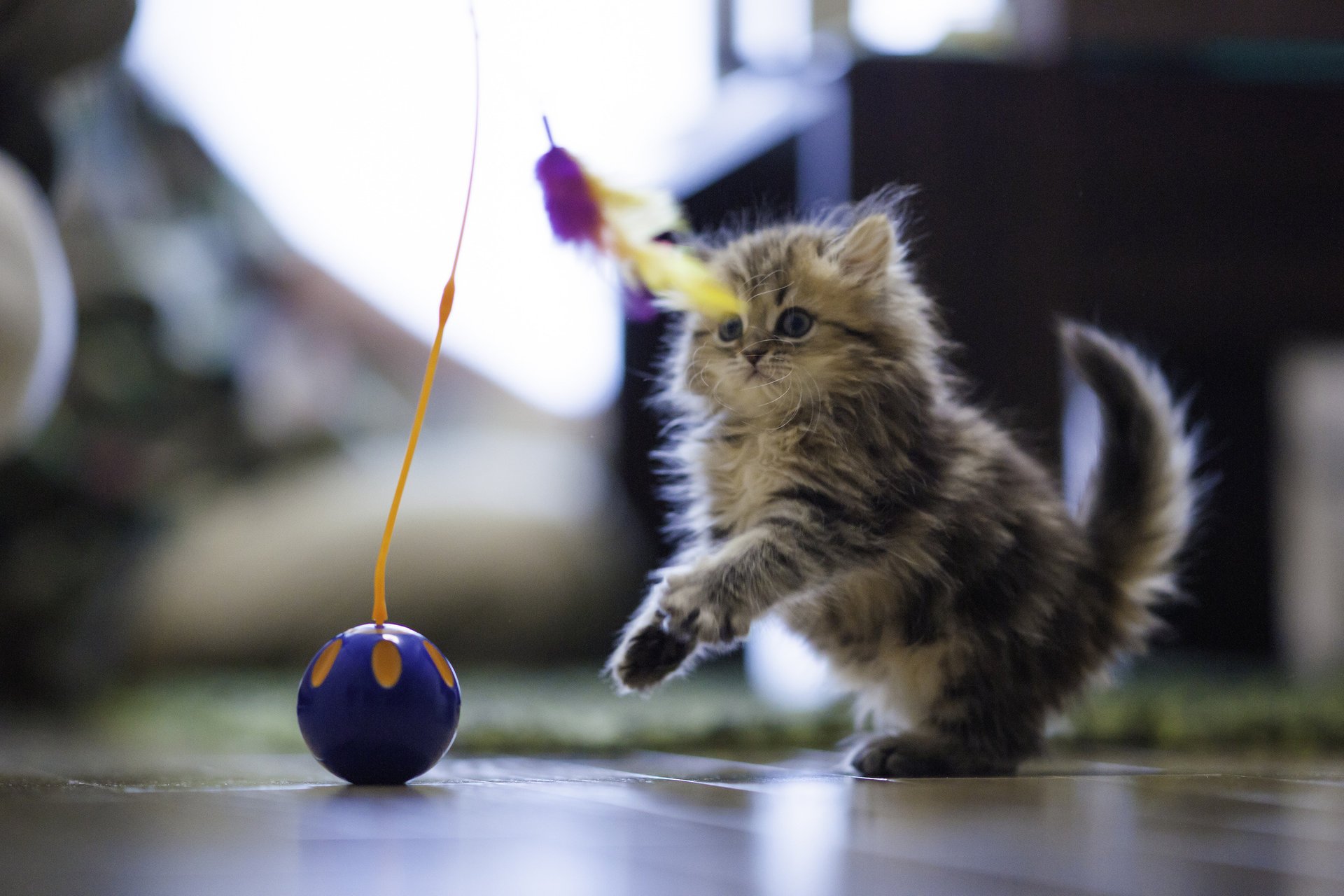 daisy jouet ben torode maison plancher plumes benjamin torode boule