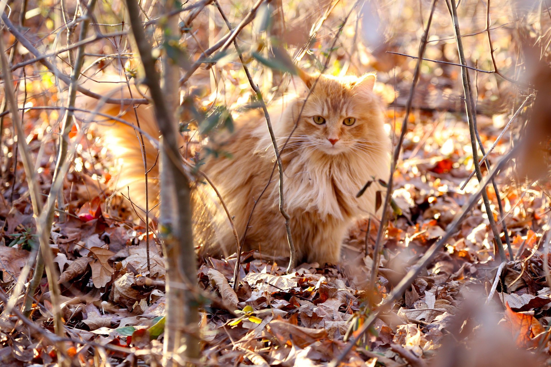 ramas rojo seco gato luz hojas peludo