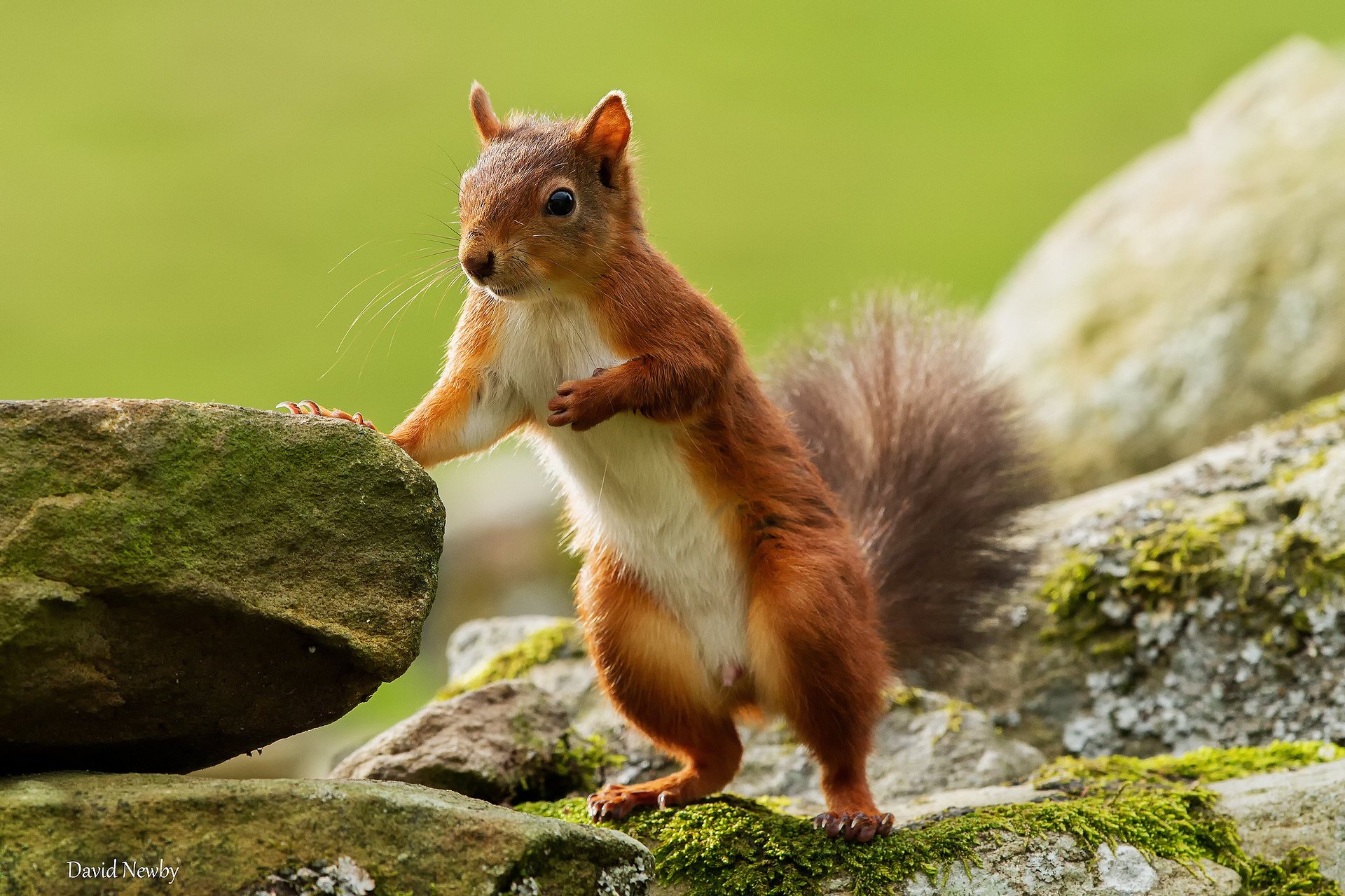 eichhörnchen steine hintergrund