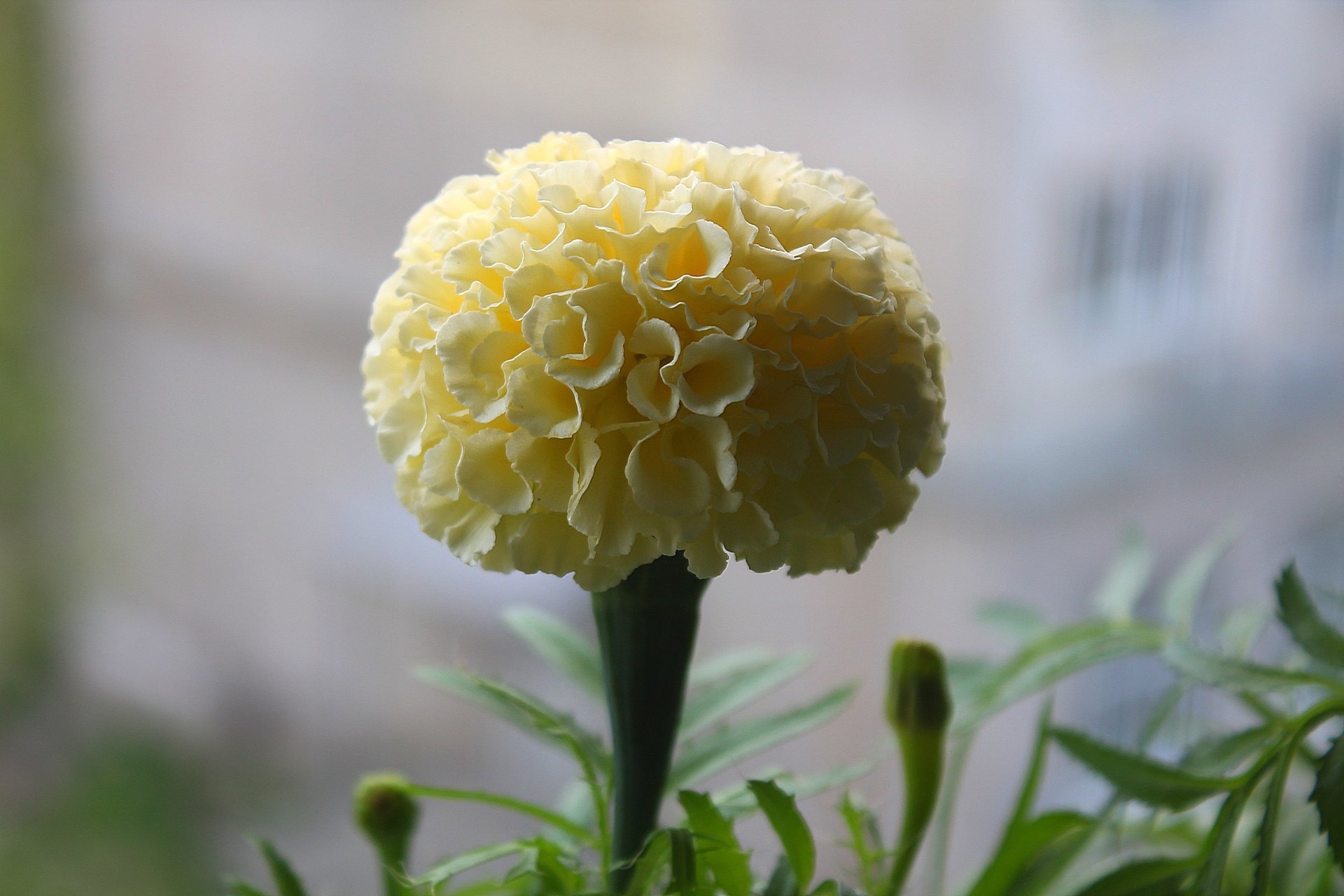 pompon fiore calendula bianco