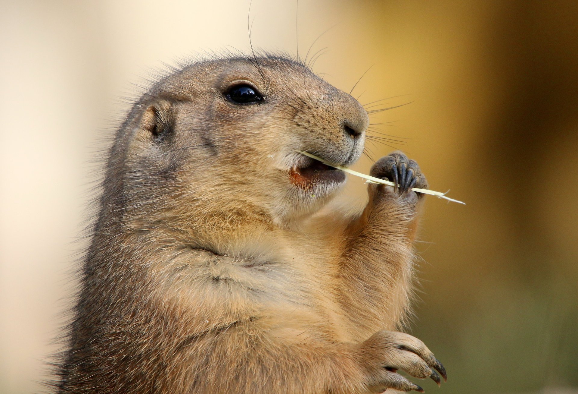 marmotte babac pattes herbe foin