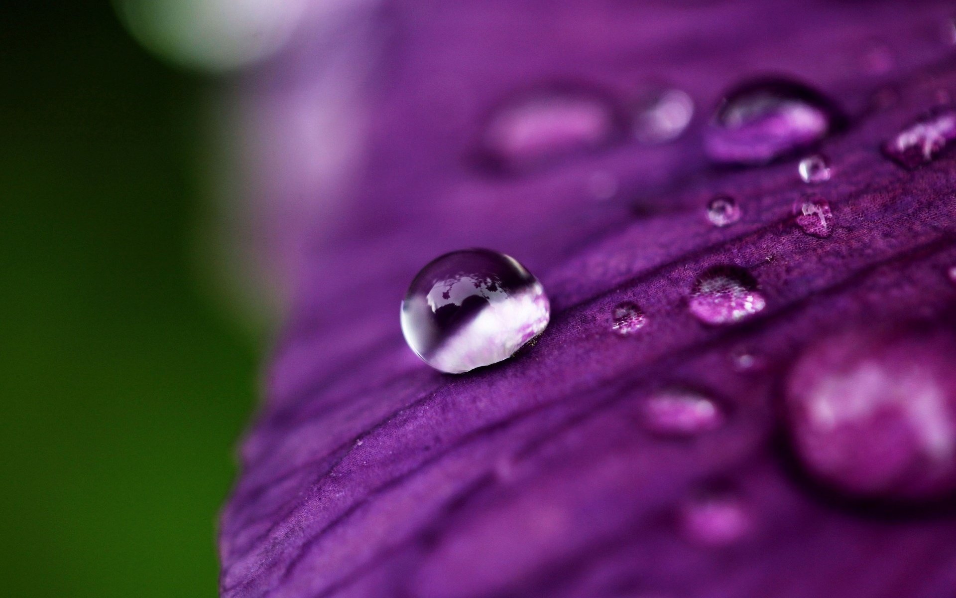 fiori macro fiore acqua rugiada petalo goccia