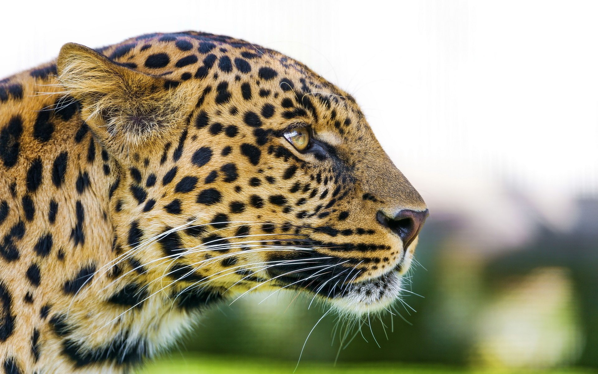 lampart pysk profil panthera pardus drapieżnik spojrzenie leopard