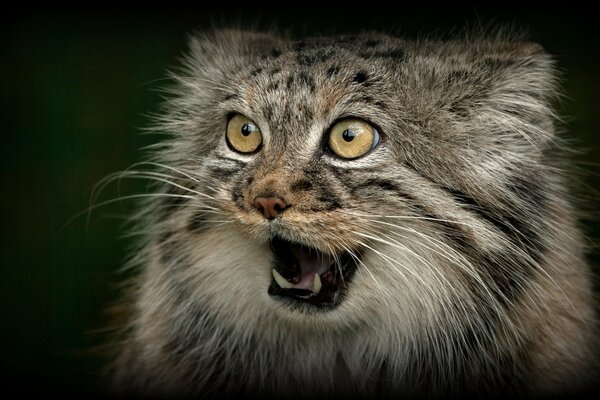 Surprised manul with a beautiful coat