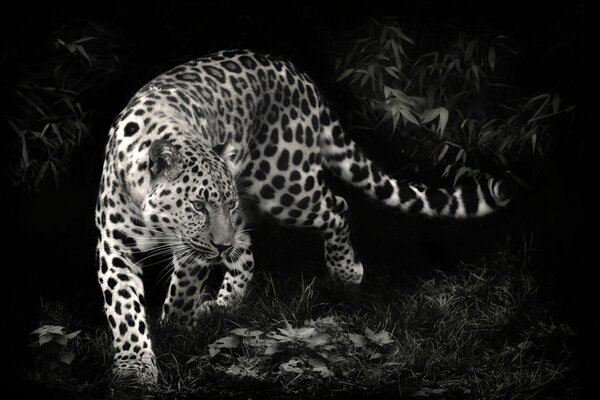 Black and white photo of a leopard predator
