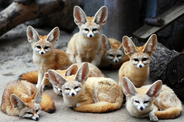 Big-eared foxes gathered to sunbathe