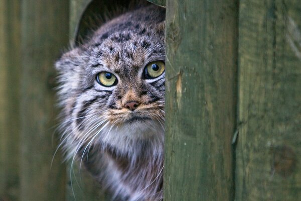 The look of a frightened manul from a hole