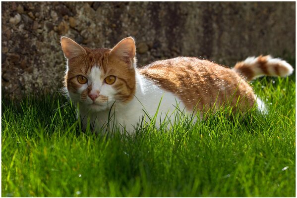 Eine weißrote Katze versteckt sich im grünen Gras