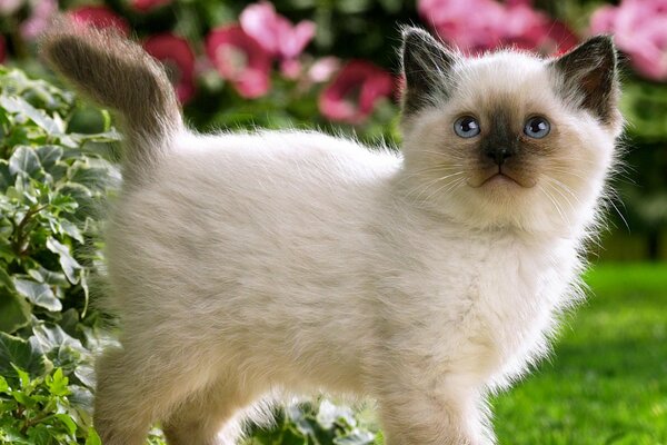 Chaton marche dans le jardin d été