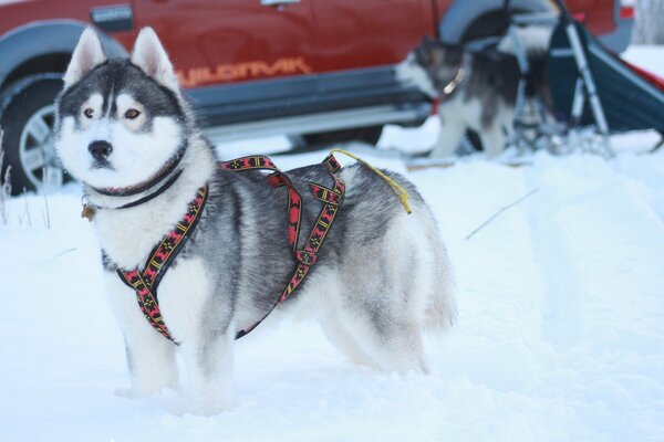 Husky walks in a harness in winter