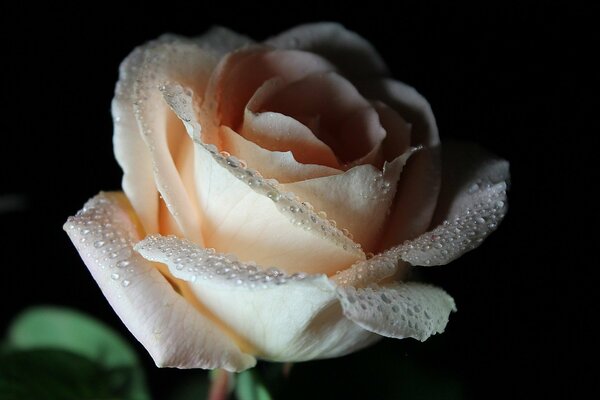 Rosa cremosa con rocío en pétalos