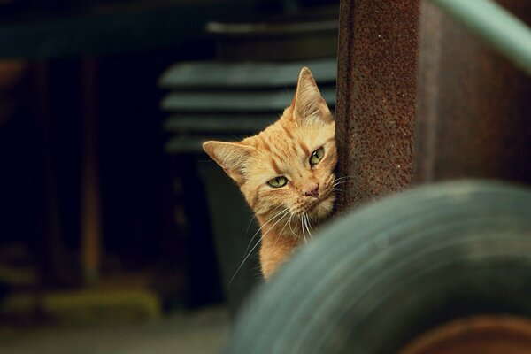 A red-haired cat looks out from around the corner and slyly squints