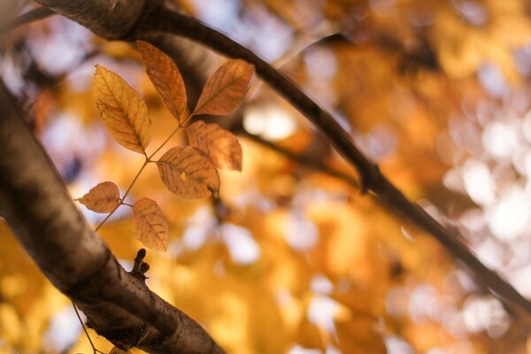 Жёлтые листья на размытом фоне