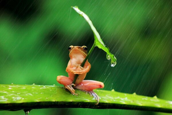 Ein roter Frosch sitzt auf einem Aloe-Zweig, hält ein grünes Blatt in seinen Pfoten und versteckt sich darunter vor Regen