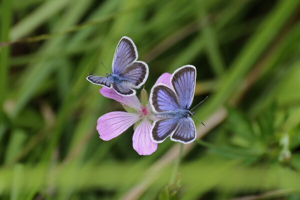 Mariposas Lilas sentadas en una flor