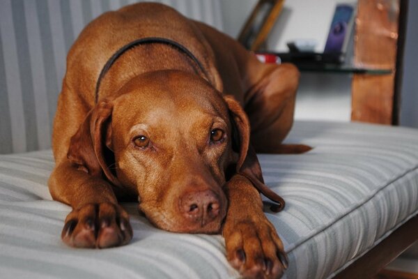 The devoted dog is sadly waiting for the owner