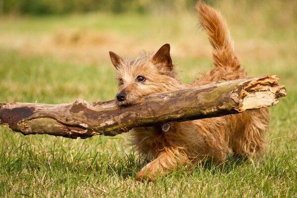 Perro pequeño lleva un tronco