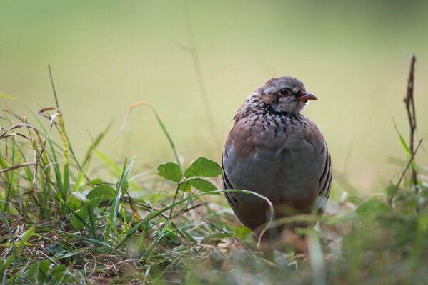 A partridge on a background of grass and leaves, the wings of a polar owl