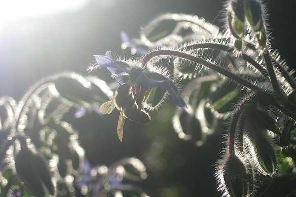 Bee on the fluffy grass, sunset